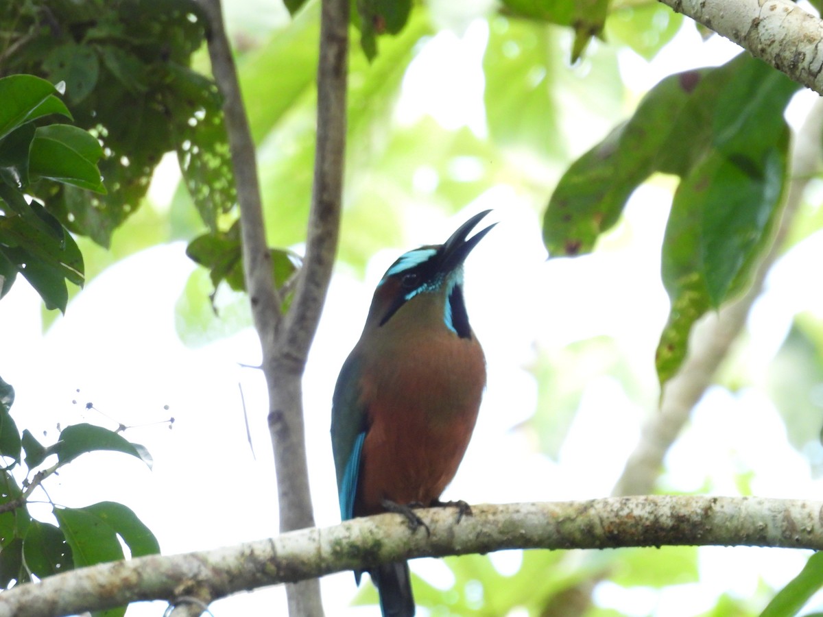 Turquoise-browed Motmot - ML627779829