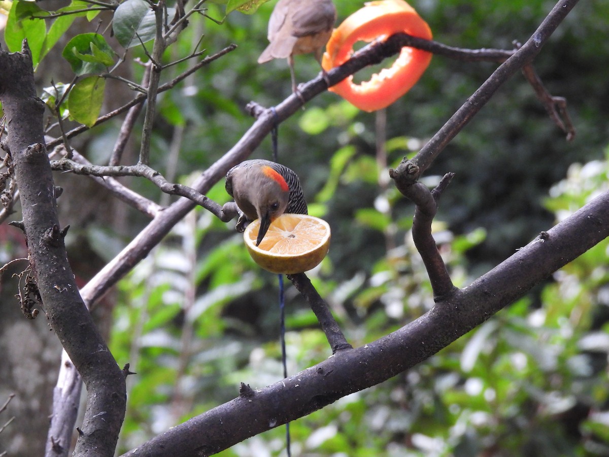 Golden-fronted Woodpecker - ML627779841