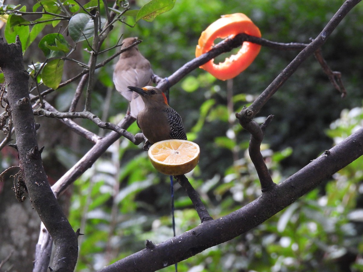 Golden-fronted Woodpecker - ML627779842