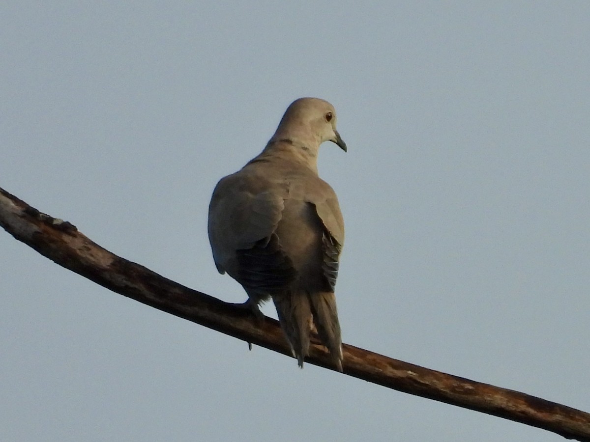 Eurasian Collared-Dove - ML627779853