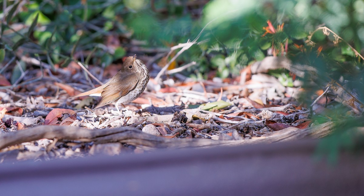 Hermit Thrush - ML627779864