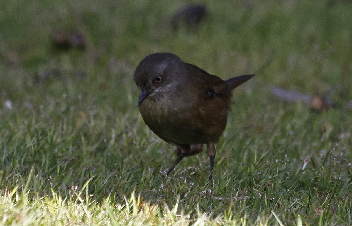 Tasmanian Scrubwren - ML627779887