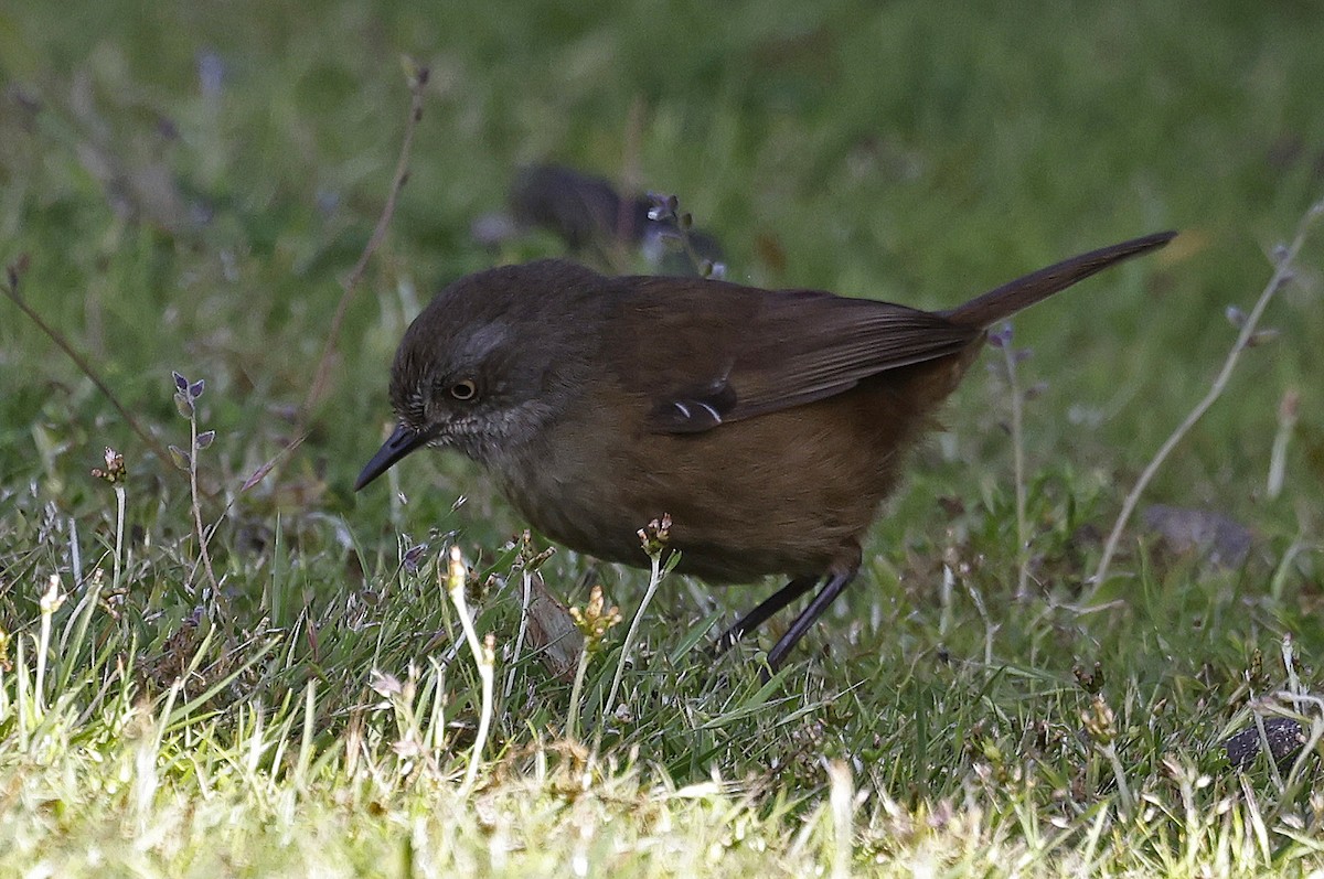 Tasmanian Scrubwren - ML627779895