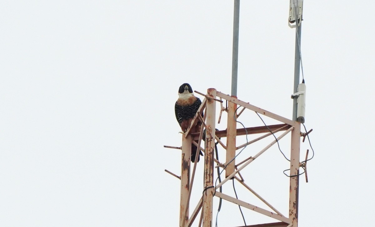 Orange-breasted Falcon - ML627779896