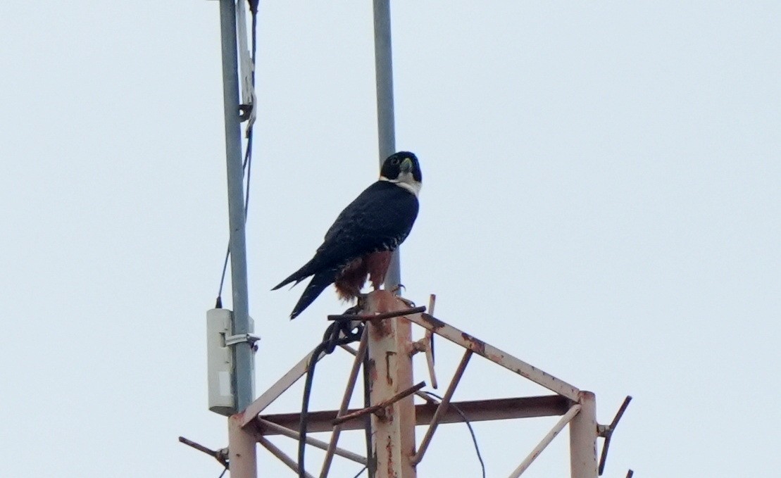 Orange-breasted Falcon - ML627779897