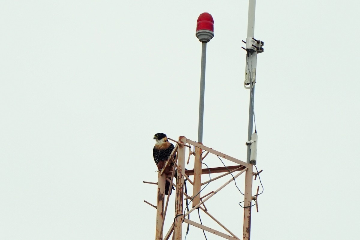 Orange-breasted Falcon - ML627779900