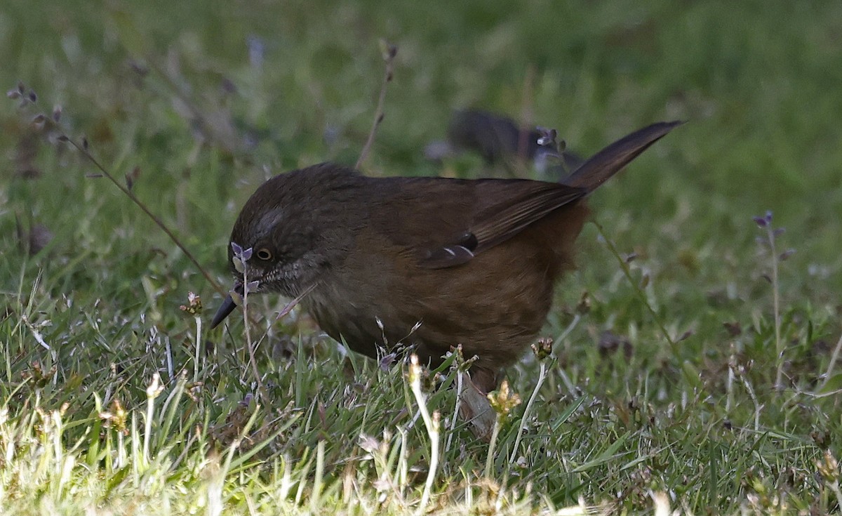 Tasmanian Scrubwren - ML627779901