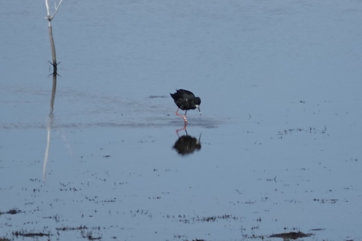 Black Stilt - ML627779918