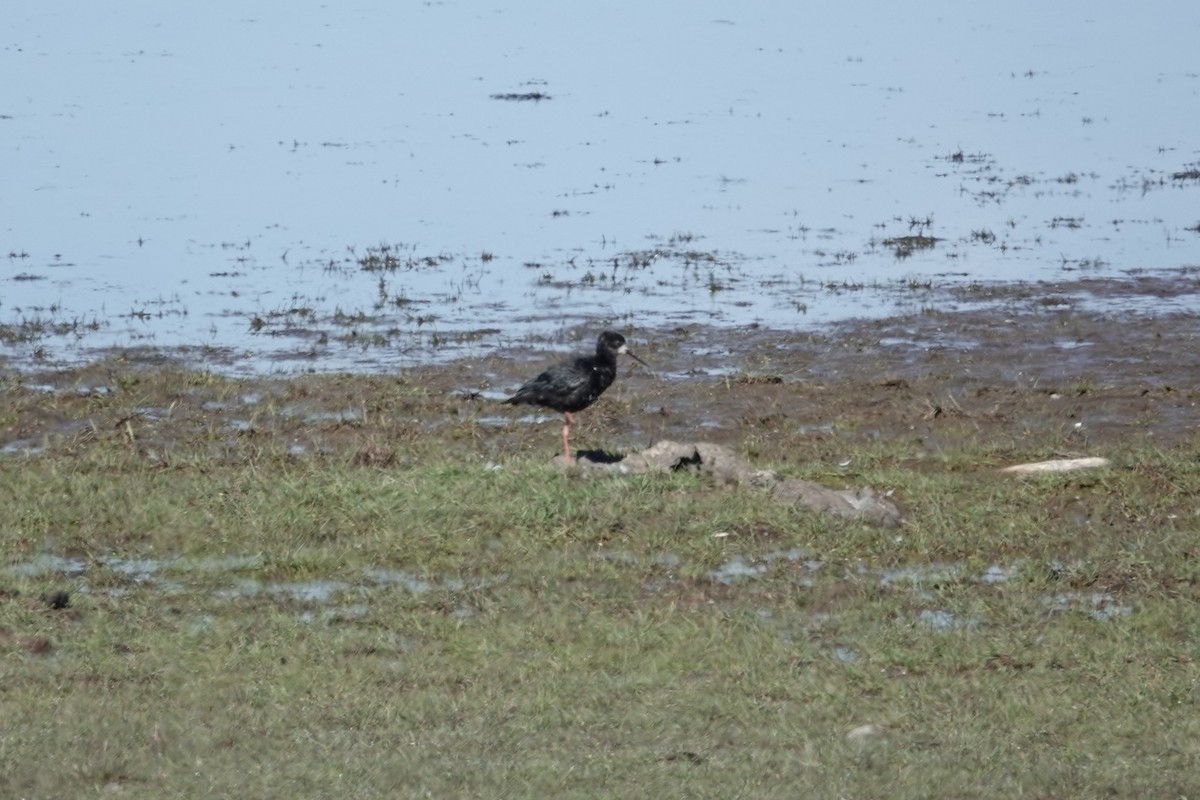 Black Stilt - ML627779919