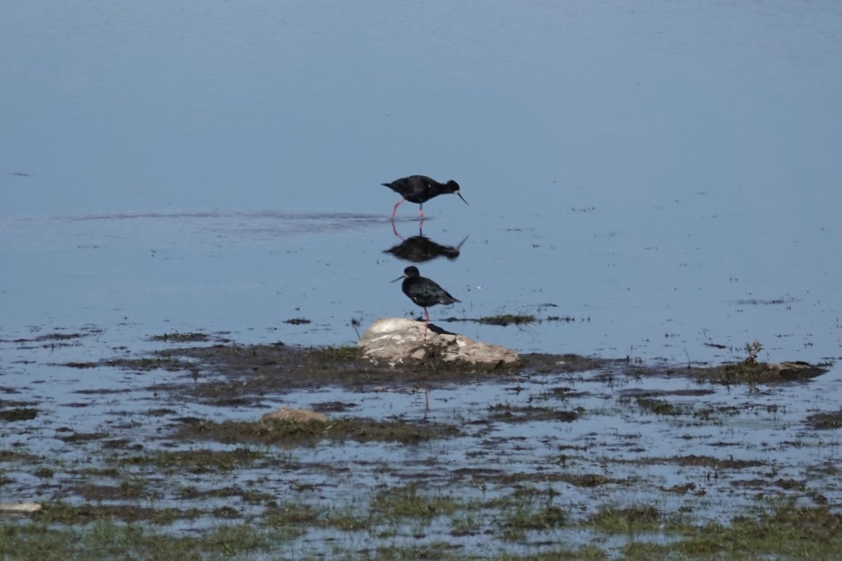 Black Stilt - ML627779920