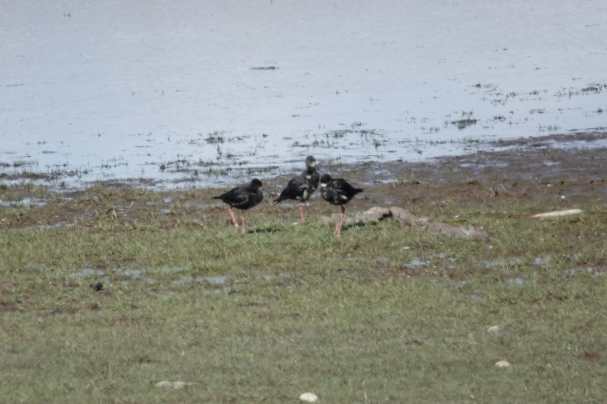 Black Stilt - ML627779921