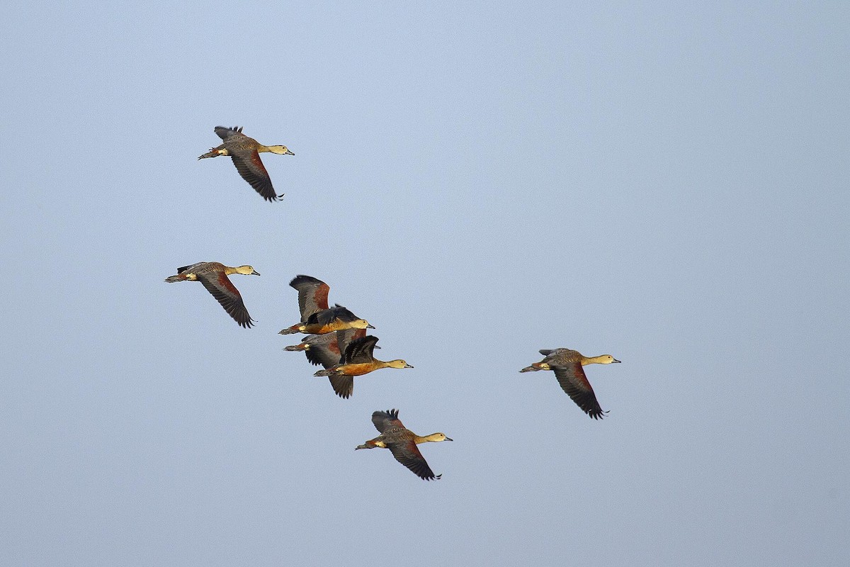 Lesser Whistling-Duck - ML627779958