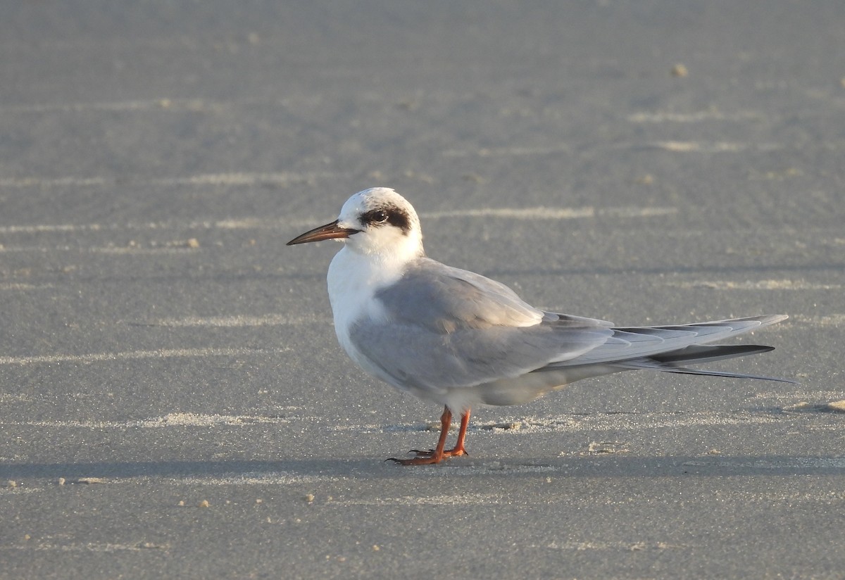 Forster's Tern - ML627779967