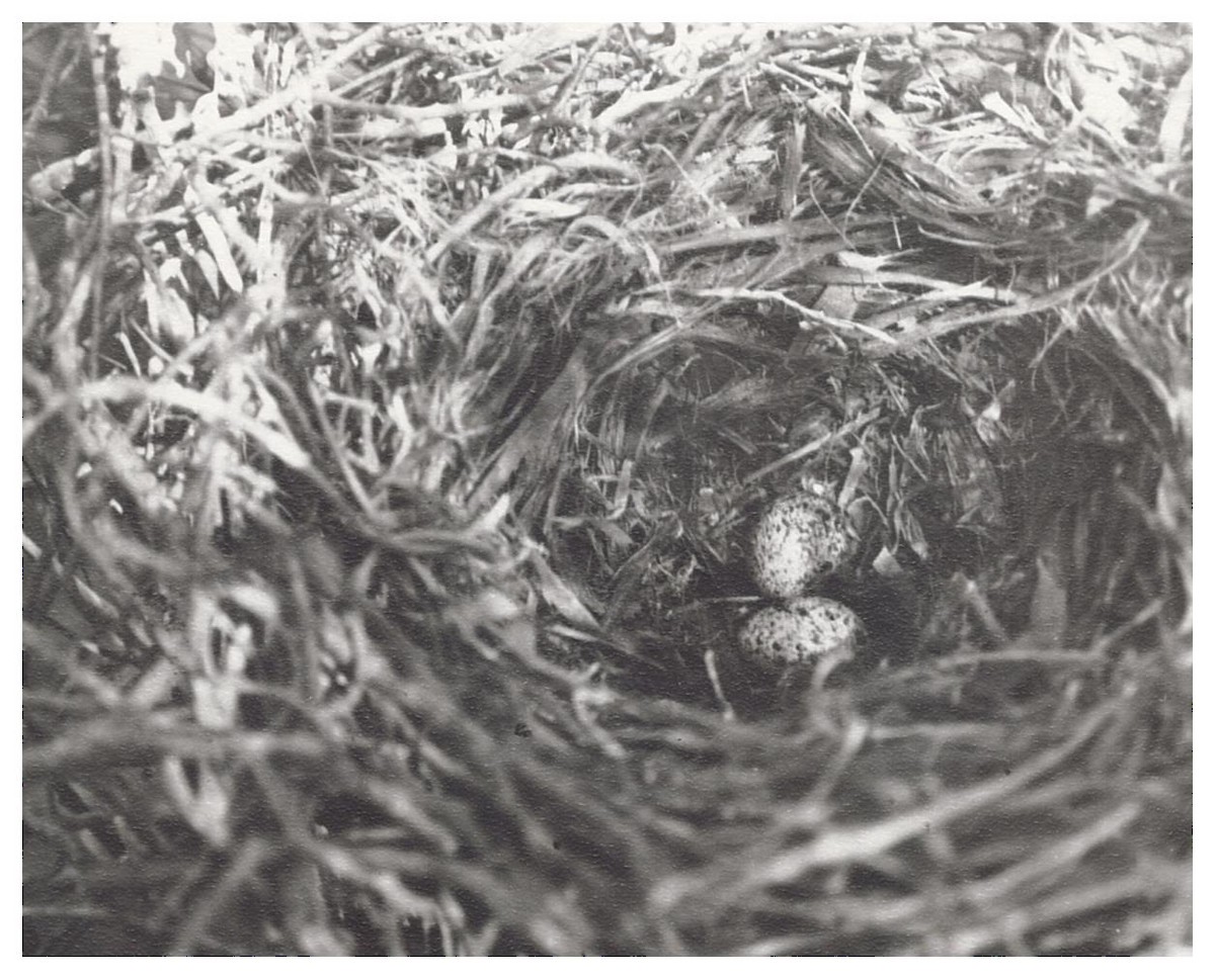 American Crow - ML627779969