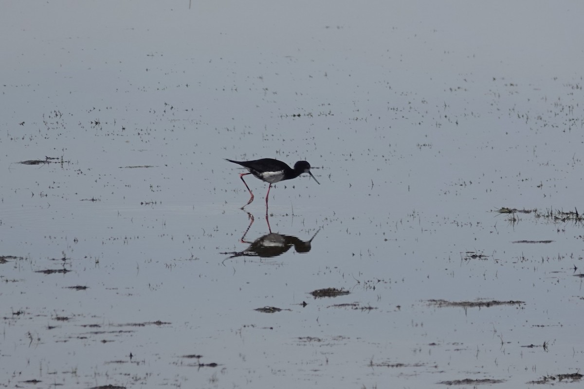 Pied x Black Stilt (hybrid) - ML627779972