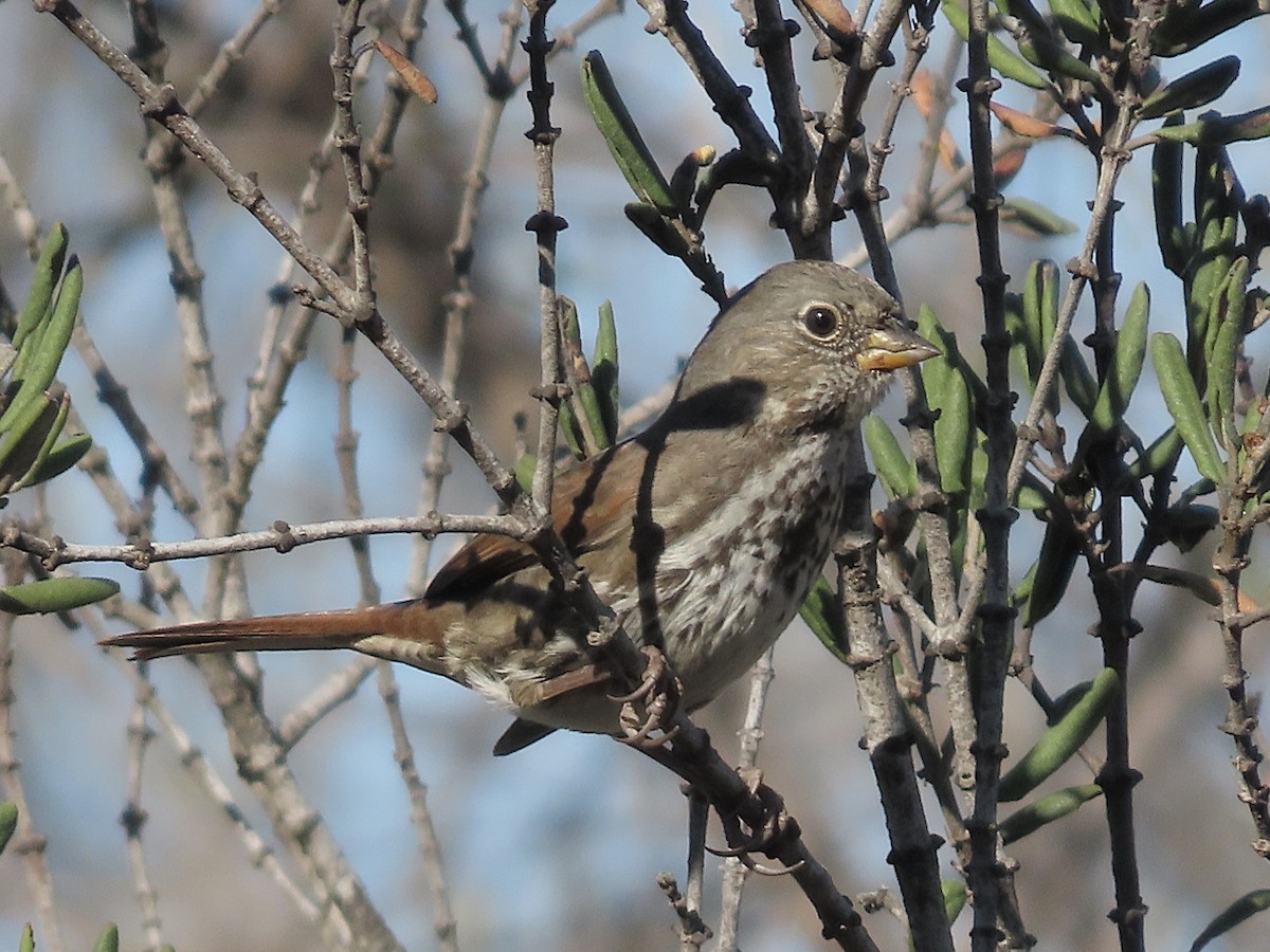 Fox Sparrow - ML627779973
