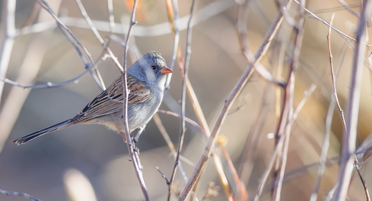 Black-chinned Sparrow - ML627779975