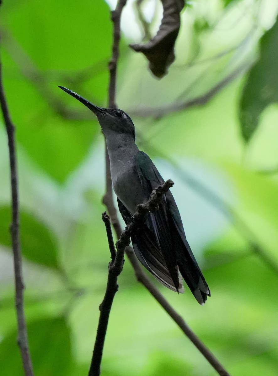Gray-breasted Sabrewing (obscurus) - ML627779979