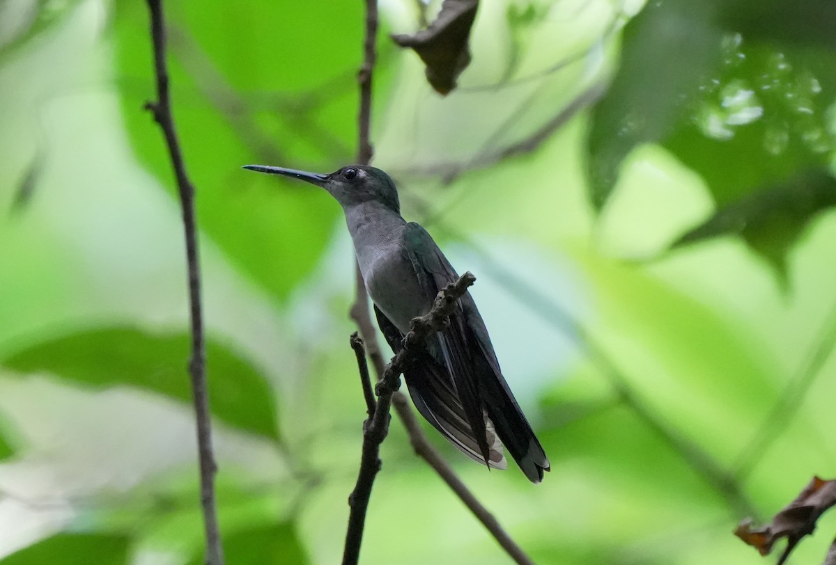 Gray-breasted Sabrewing (obscurus) - ML627779981