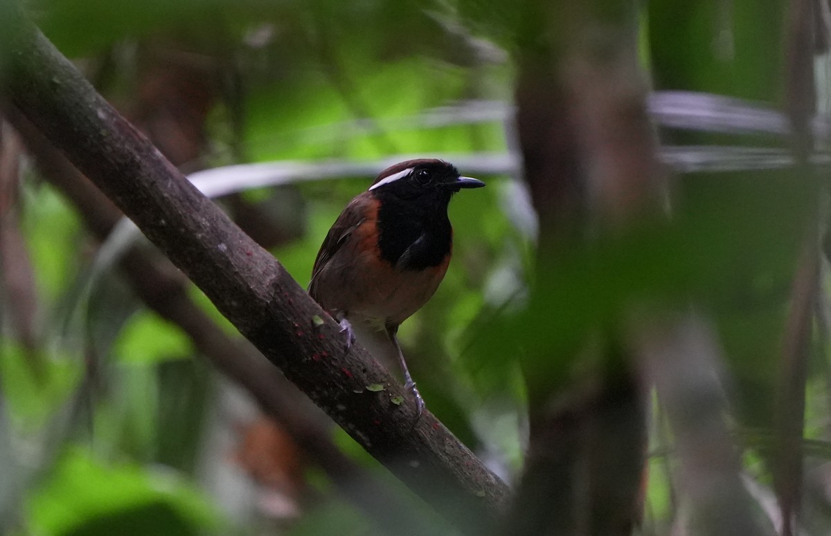 Black-breasted Gnateater - ML627780015