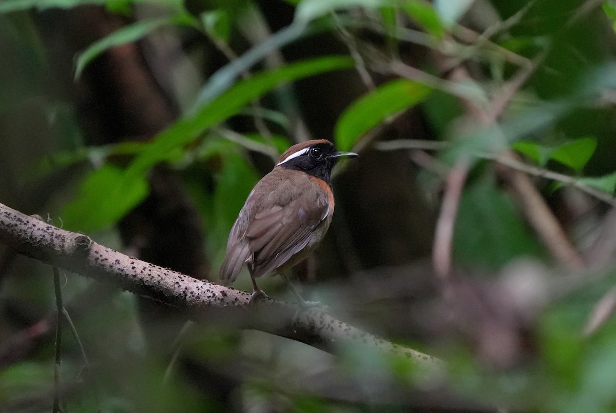 Black-breasted Gnateater - ML627780016