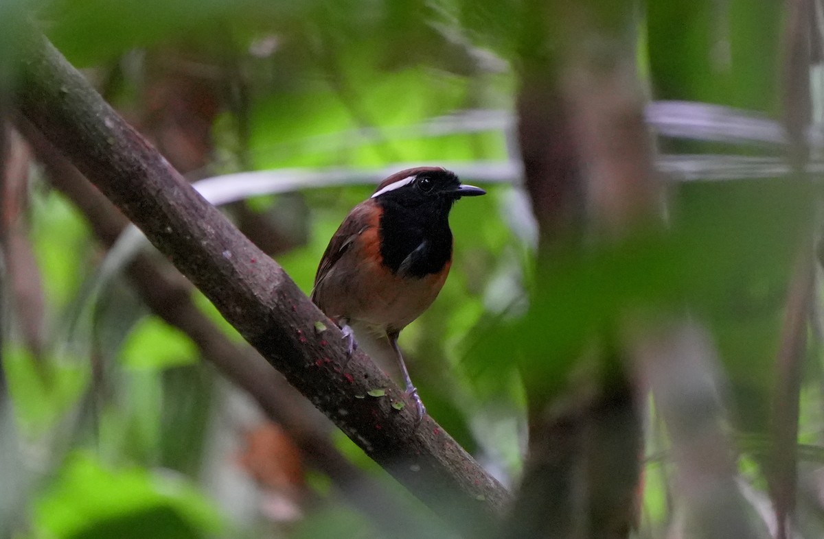 Black-breasted Gnateater - ML627780018