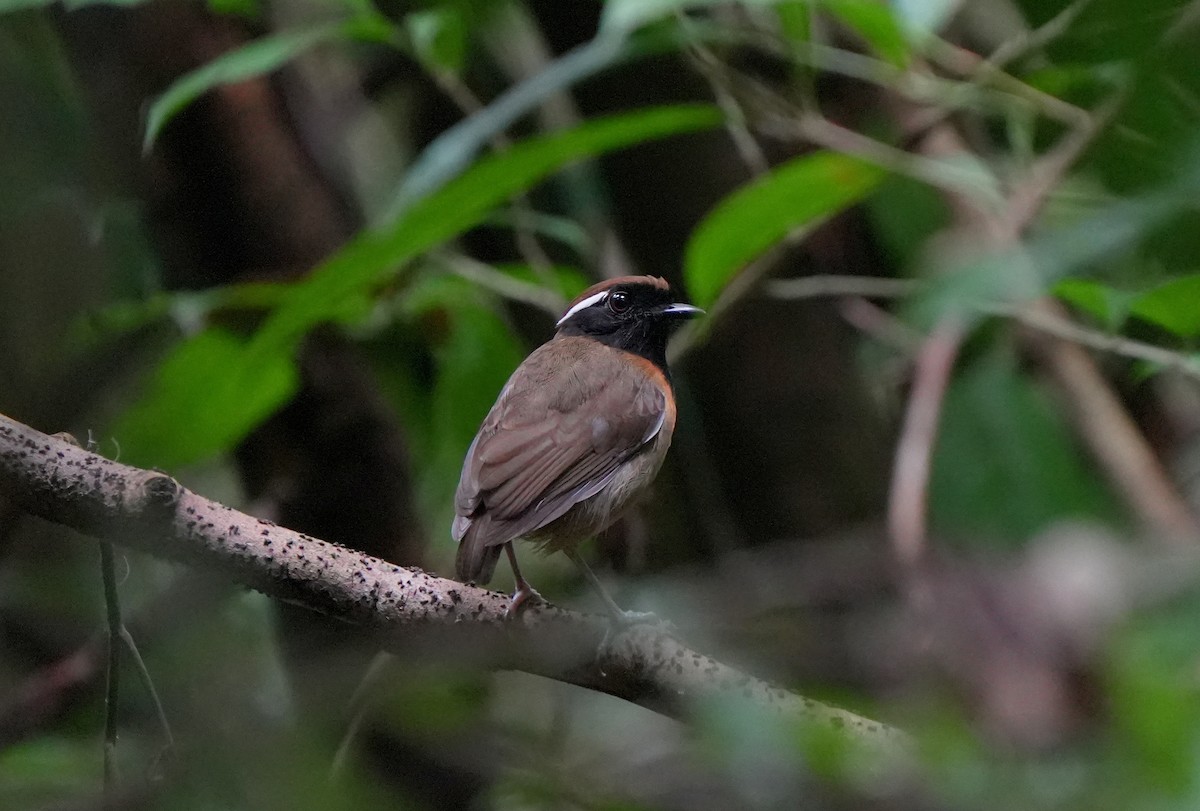 Black-breasted Gnateater - ML627780019