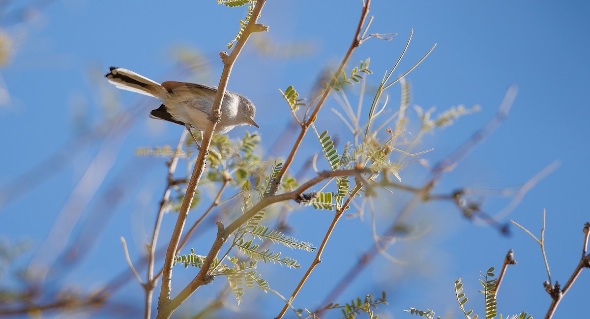 Blue-gray Gnatcatcher (Western) - ML627780029