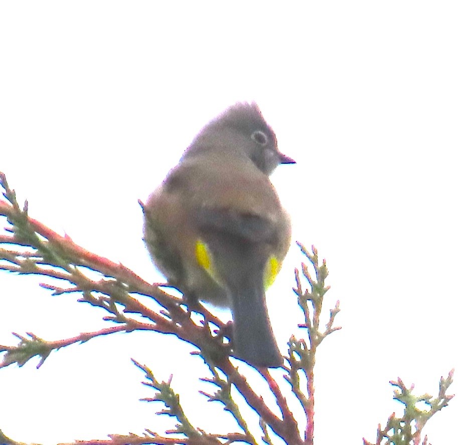 Gray Silky-flycatcher - ML627780089