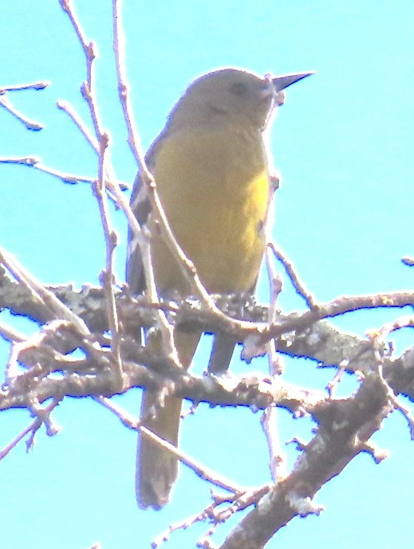 Audubon's Oriole - ML627780104