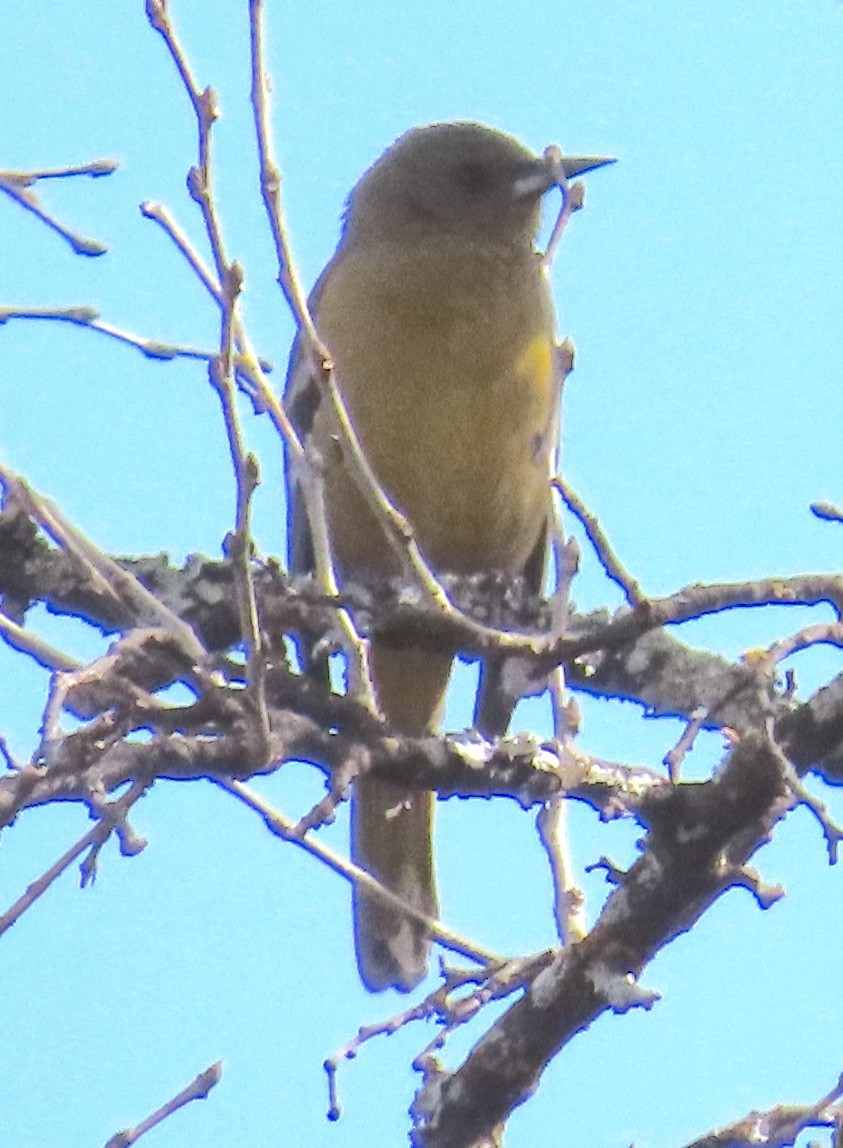 Audubon's Oriole - ML627780105