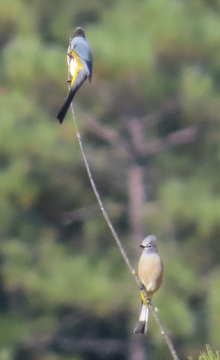 Gray Silky-flycatcher - ML627780126