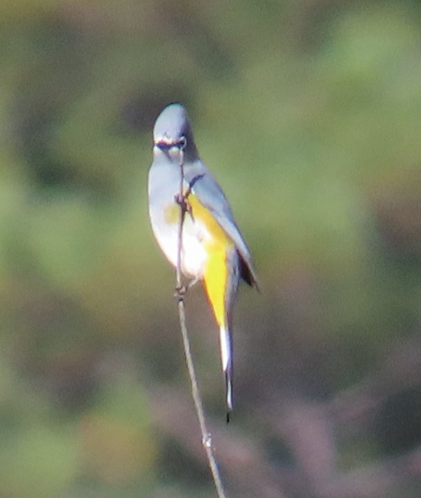 Gray Silky-flycatcher - ML627780127