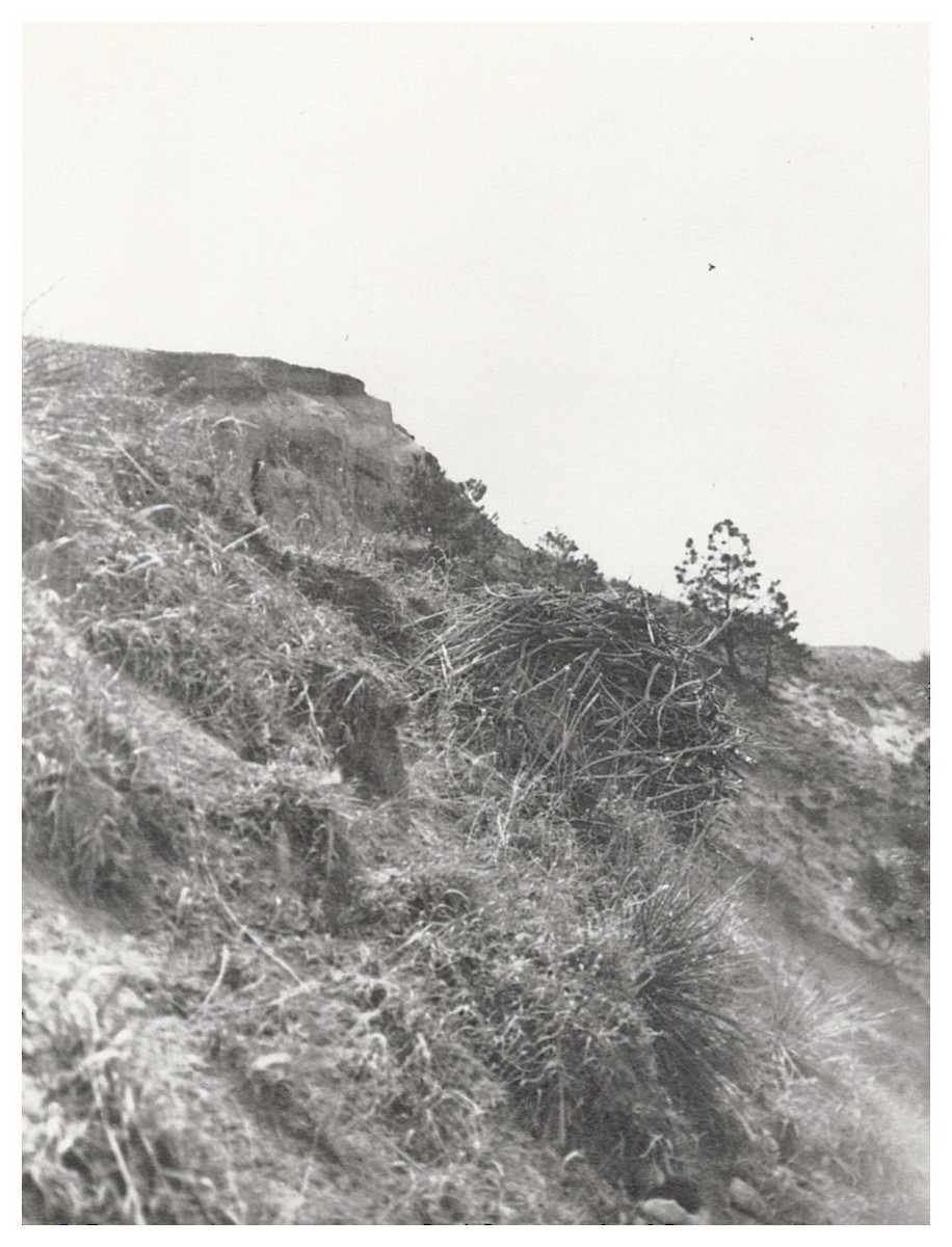 Ferruginous Hawk - ML627780132