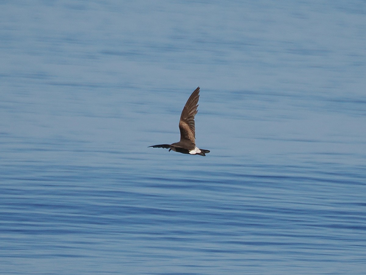 Leach's Storm-Petrel (Leach's) - ML627780138