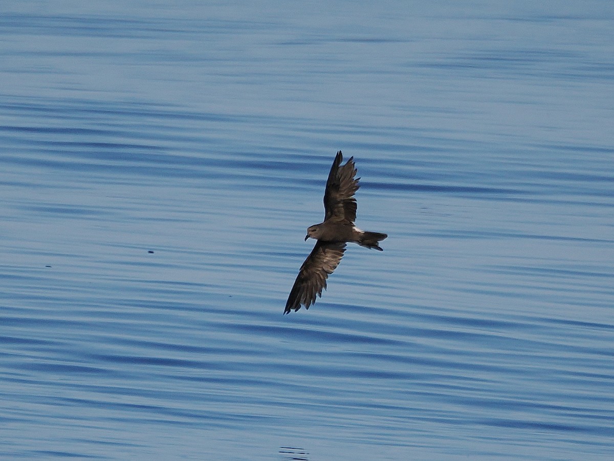 Leach's Storm-Petrel (Leach's) - ML627780139