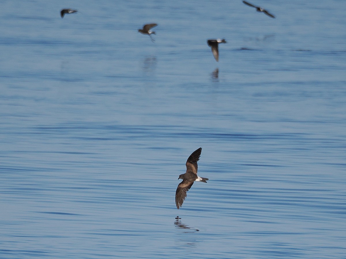 Leach's Storm-Petrel (Leach's) - ML627780140