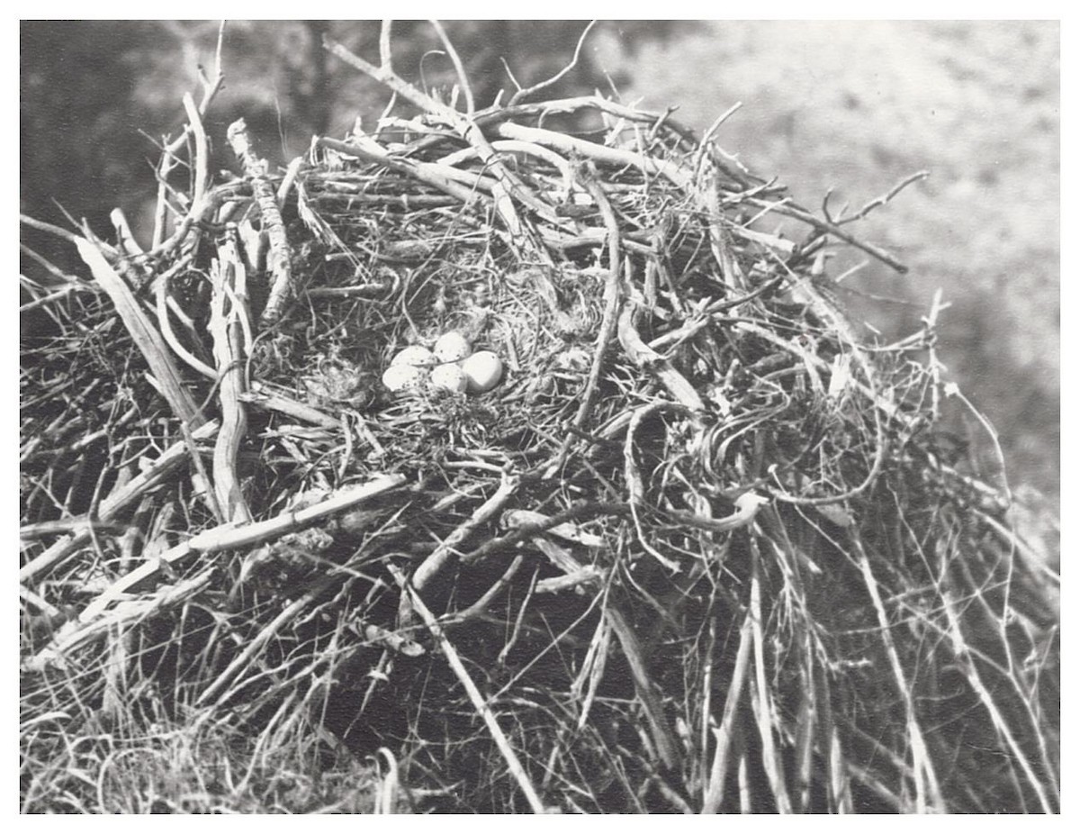 Ferruginous Hawk - ML627780148