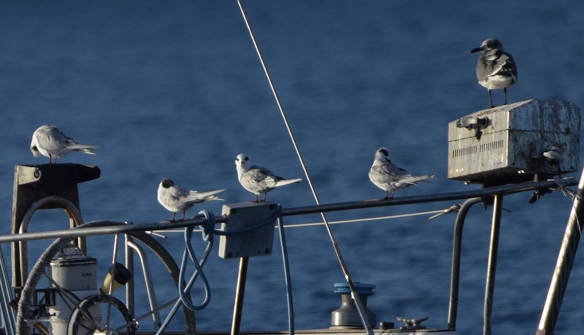 Forster's Tern - ML627780149