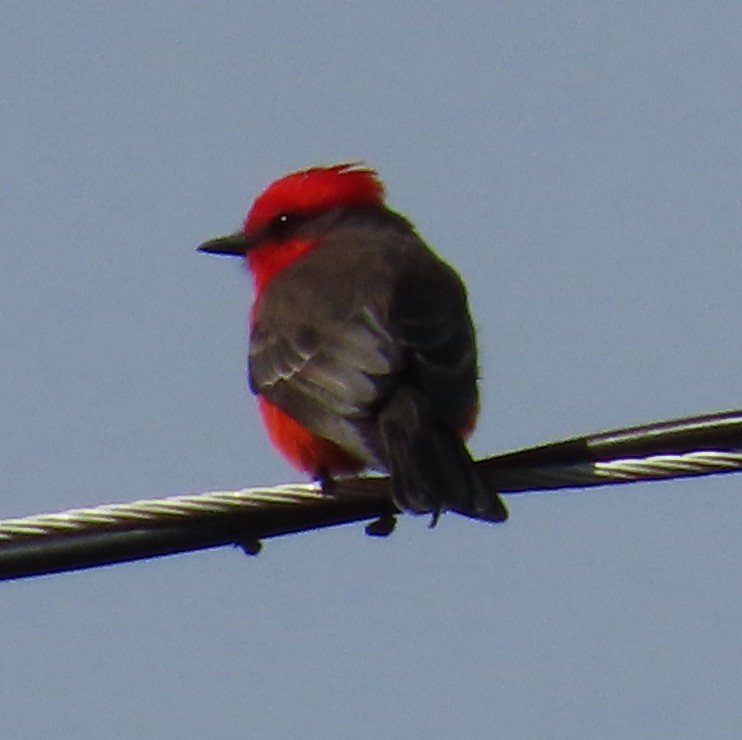 Vermilion Flycatcher - ML627780165