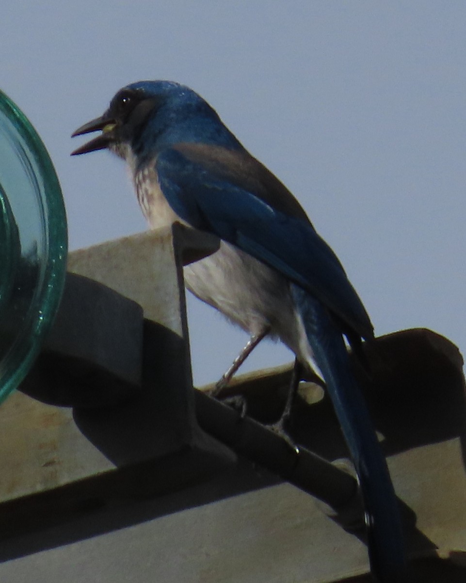 Woodhouse's Scrub-Jay - ML627780175