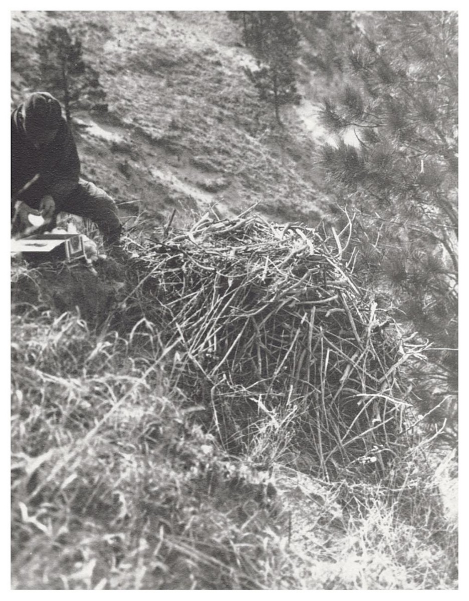 Ferruginous Hawk - ML627780180