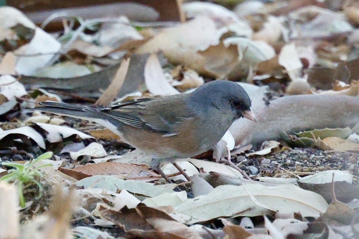 Dark-eyed Junco (Pink-sided) - ML627780184