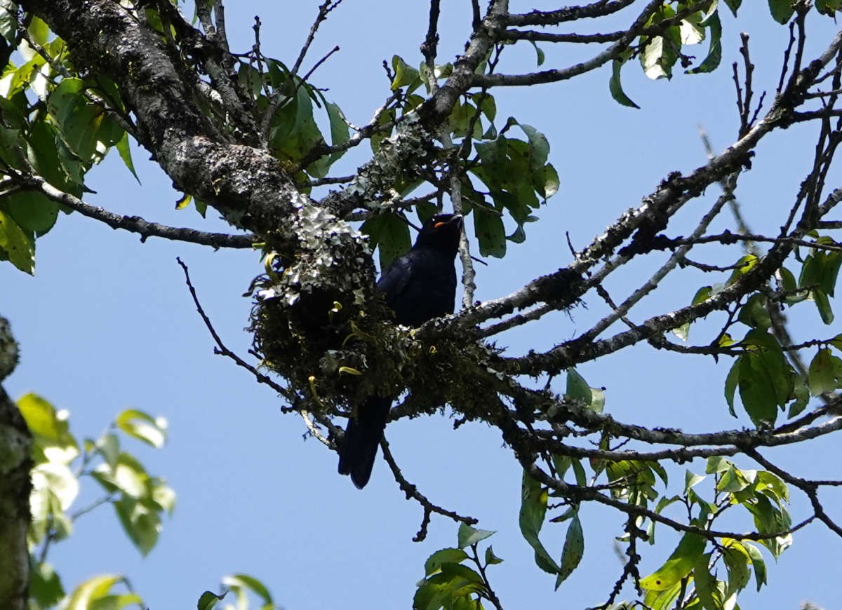 Purple-throated Cuckooshrike - ML627780185