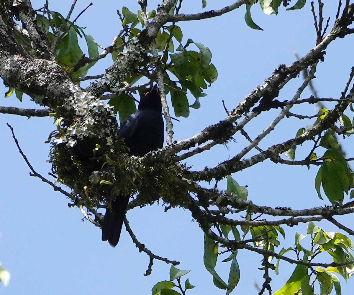 Purple-throated Cuckooshrike - ML627780186