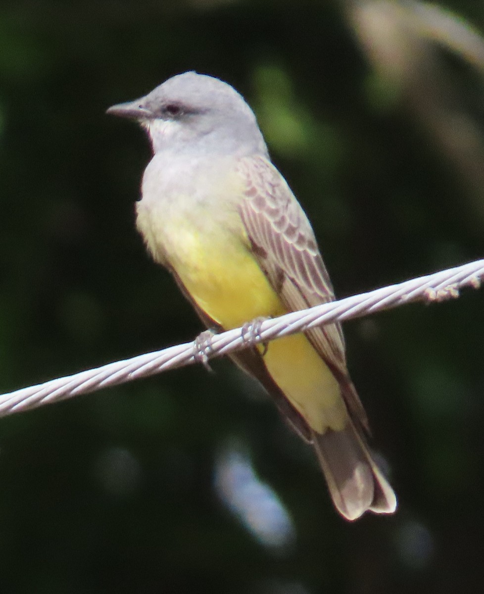 Western Kingbird - ML627780190