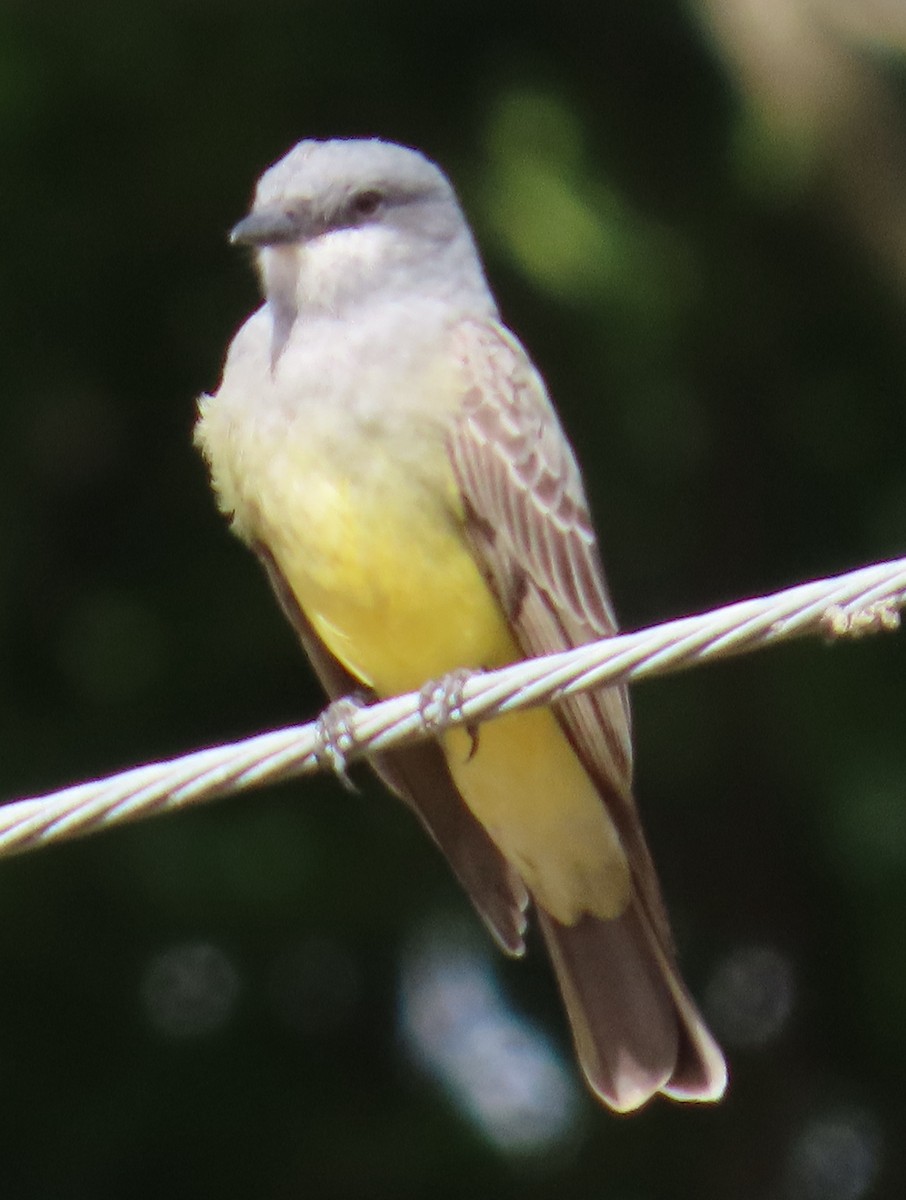 Western Kingbird - ML627780191