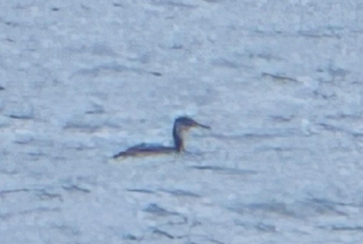 Red-necked Grebe - ML627780212