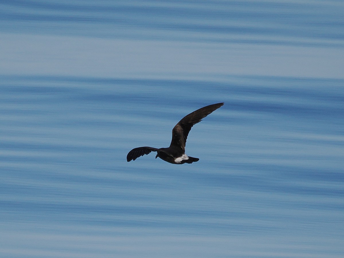 Leach's Storm-Petrel (Leach's) - ML627780221