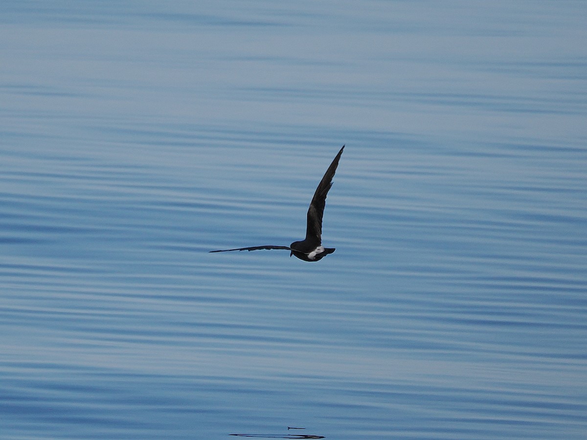 Leach's Storm-Petrel (Leach's) - ML627780223